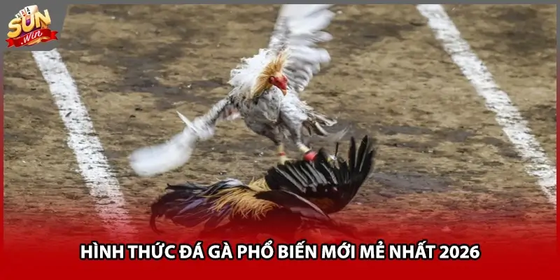Hình thức đá gà phổ biến mới mẻ nhất 2026 Hình thức đá gà phổ biến mới mẻ nhất 2026