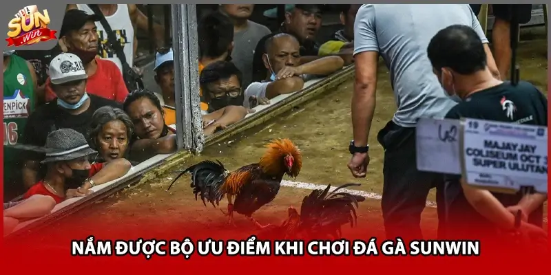 Nắm được bộ ưu điểm khi chơi đá gà Sunwin Nắm được bộ ưu điểm khi chơi đá gà Sunwin