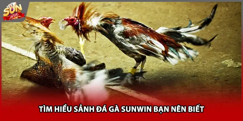Tìm hiểu sảnh đá gà Sunwin bạn nên biết Tìm hiểu sảnh đá gà Sunwin bạn nên biết
